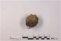 藏品(短頸苔屬)的圖片